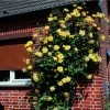 Rosier Grimpant Golden Showers -Jardin De Fleurs Magasin rosier grimpant golden showers 169952 1