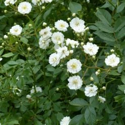 Rosier Tige Guirlande D'Amour