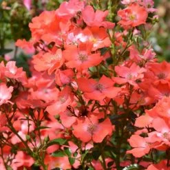 Rosier Tige DÃ©corosiers Isalia