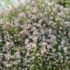 Rosier Liane Paul's Himalayan Musk -Jardin De Fleurs Magasin rosier paul himalayan musk 771550 1