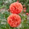 Rosier David Austin Summer Song 2 Rosier David Austin Summer Song -Jardin De Fleurs Magasin rosier summer song 66517 1