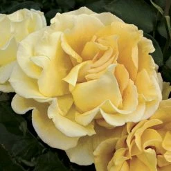 Rosier Ã  Grandes Fleurs Ville De Chine