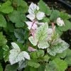 Rubus Microphyllus Variegatus - Ronce D'ornement Panachée 2 Rubus Microphyllus Variegatus - Ronce D'ornement Panachée -Jardin De Fleurs Magasin rubus microphyllus variegatus v 19364 1