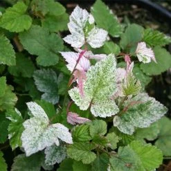 Rubus Microphyllus Variegatus - Ronce D'ornement PanachÃ©e