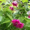 Rubus Spectabilis Olympic Double (Flore Pleno) - Ronce D'ornement -Jardin De Fleurs Magasin rubus spectabilis olympic double 85532 4