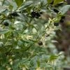 Sarcococca Hookeriana -Jardin De Fleurs Magasin sarcococcas hookeriana type 7816000 1