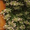 Schizophragma Hydrangeoides Rose Sensation (Roseum) -Jardin De Fleurs Magasin schizophragma hydrangeoides rose sensation 67801 1 1