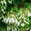 Schizophragma Integrifolia - HydrangÃ©e Ã  Feuilles EntiÃ¨res -Jardin De Fleurs Magasin schizophragma integrifolia 67800 1