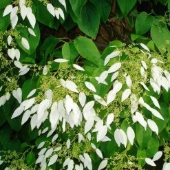 Schizophragma Integrifolia - HydrangÃ©e Ã  Feuilles EntiÃ¨res