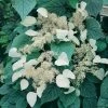 Schizophragma Hydrangeoides Moonlight
