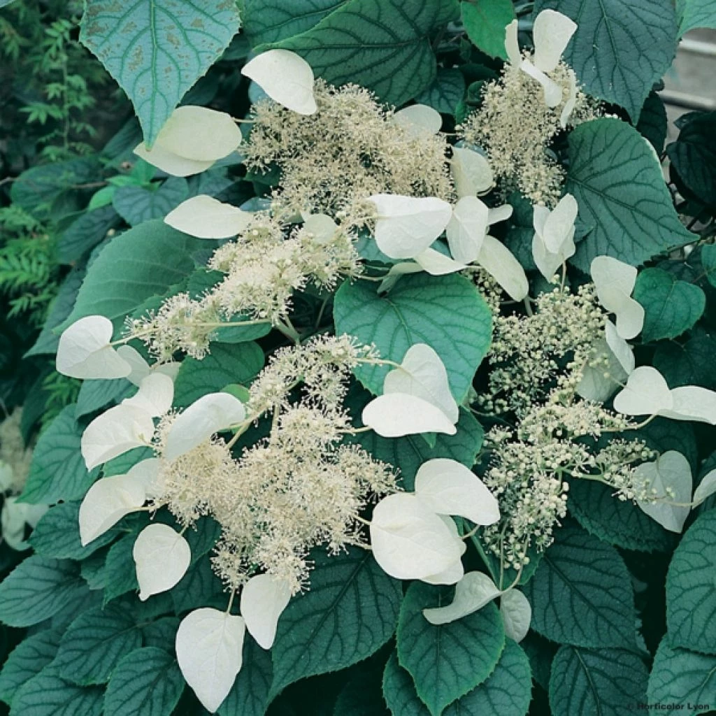 Schizophragma Hydrangeoides Moonlight 1 Schizophragma Hydrangeoides Moonlight