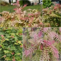 Sorbaria Sorbifolia Pink Hopi - Fausse SpirÃ©e Ã  Feuilles De Sorbier