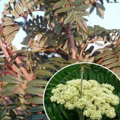 Sorbus Scalaris - Sorbier Ã  Feuilles De FougÃ¨re