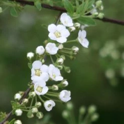 Spiraea Cinerea Graciosa-SpirÃ©e DentelÃ©e