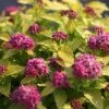 Spirée Japonaise Double Play Gold - Spiraea Japonica 3 Spirée Japonaise Double Play Gold - Spiraea Japonica -Jardin De Fleurs Magasin spiraea japonica double play gold 85233 1