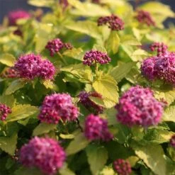 SpirÃ©e Japonaise Double Play Gold - Spiraea Japonica