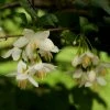 Styrax Japonica - Styrax Japonais -Jardin De Fleurs Magasin styrax japonica 74160 6