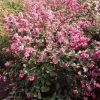 Symphorine, Symphoricarpos Doorenbosii Magical Candy -Jardin De Fleurs Magasin symphoricarpos doorenbosii magical candy 7970 6