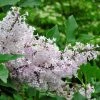 Lilas De Chine - Syringa Patula Miss Kim 2 Lilas De Chine - Syringa Patula Miss Kim -Jardin De Fleurs Magasin syringa patula miss kim 9704 1