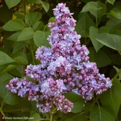 Lilas - Syringa Vulgaris PrÃ©sident Grevy