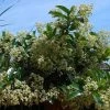 Viburnum Lucidum - Viorne Luisante -Jardin De Fleurs Magasin viburnum lucidum arbustes 15748 1