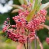 Viorne - Viburnum Nudum Pink Beauty -Jardin De Fleurs Magasin viburnum nudum pink beauty 84379 3