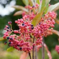 Viorne - Viburnum Nudum Pink Beauty