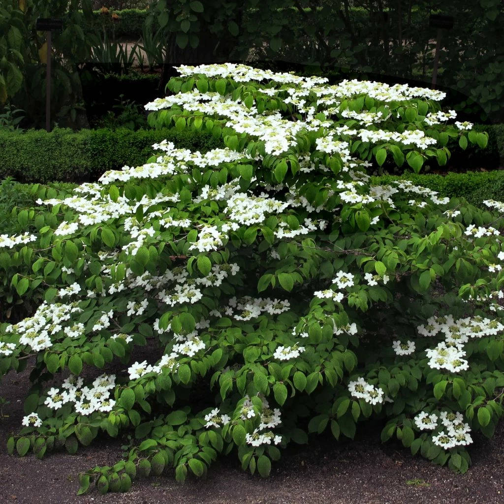 Viorne De Chine - Viburnum Plicatum Mariesii 1 Viorne De Chine - Viburnum Plicatum Mariesii