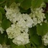 Viorne - Viburnum Plicatum Popcorn -Jardin De Fleurs Magasin viburnum plicatum popcorn 7961 5