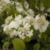 Viorne De Chine - Viburnum Plicatum Shasta -Jardin De Fleurs Magasin viburnum plicatum shasta 84383 1