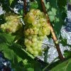 Vigne Muscat Champion -Jardin De Fleurs Magasin vigne vitis Muscat blanc 771563 1