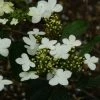 Viorne - Viburnum Plicatum Watanabe -Jardin De Fleurs Magasin viorne viburnum plicatum watanabe PC douce 1