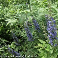 Vitex Agnus-castus Blue DidleyÂ® - Gattilier