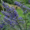 Vitex Agnus-castus Delta Blues - Gattilier -Jardin De Fleurs Magasin vitex agnus castus delta blues 81424 1