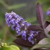 Vitex Agnus-castus Flip Side - Gattilier -Jardin De Fleurs Magasin vitex flip side copyright f