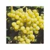 Vigne - Vitis Palatina -Jardin De Fleurs Magasin vitis vinifera palatina livre en hauteur 125 150 cm 4l 5l 1 1