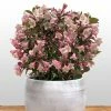 Weigela Florida Vintage Love -Jardin De Fleurs Magasin weigela florida vintage love 16350 1
