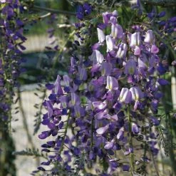 Glycine Du Japon - Wisteria Floribunda Domino Ou Issai