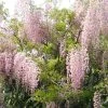 Glycine Du Japon - Wisteria Floribunda Honbeni (Rosea, Pink Ice) -Jardin De Fleurs Magasin wisteria floribunda rosea 771556 1