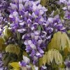 Glycine Grande Diva Nathalie - Wisteria (x) Venusta -Jardin De Fleurs Magasin wisteria nathalie if minier16059 1