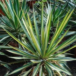 Yucca Bright Star - Yucca PanachÃ©