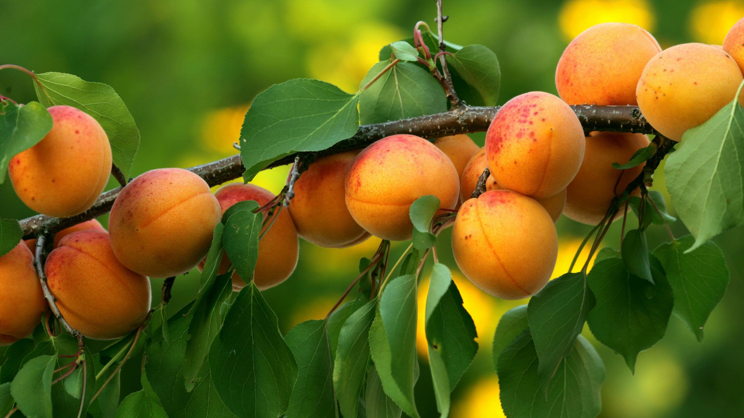 Jardin De Fleurs Magasin -Jardin De Fleurs Magasin 2021 01 arbres fruitiers a noyaux scaled 1