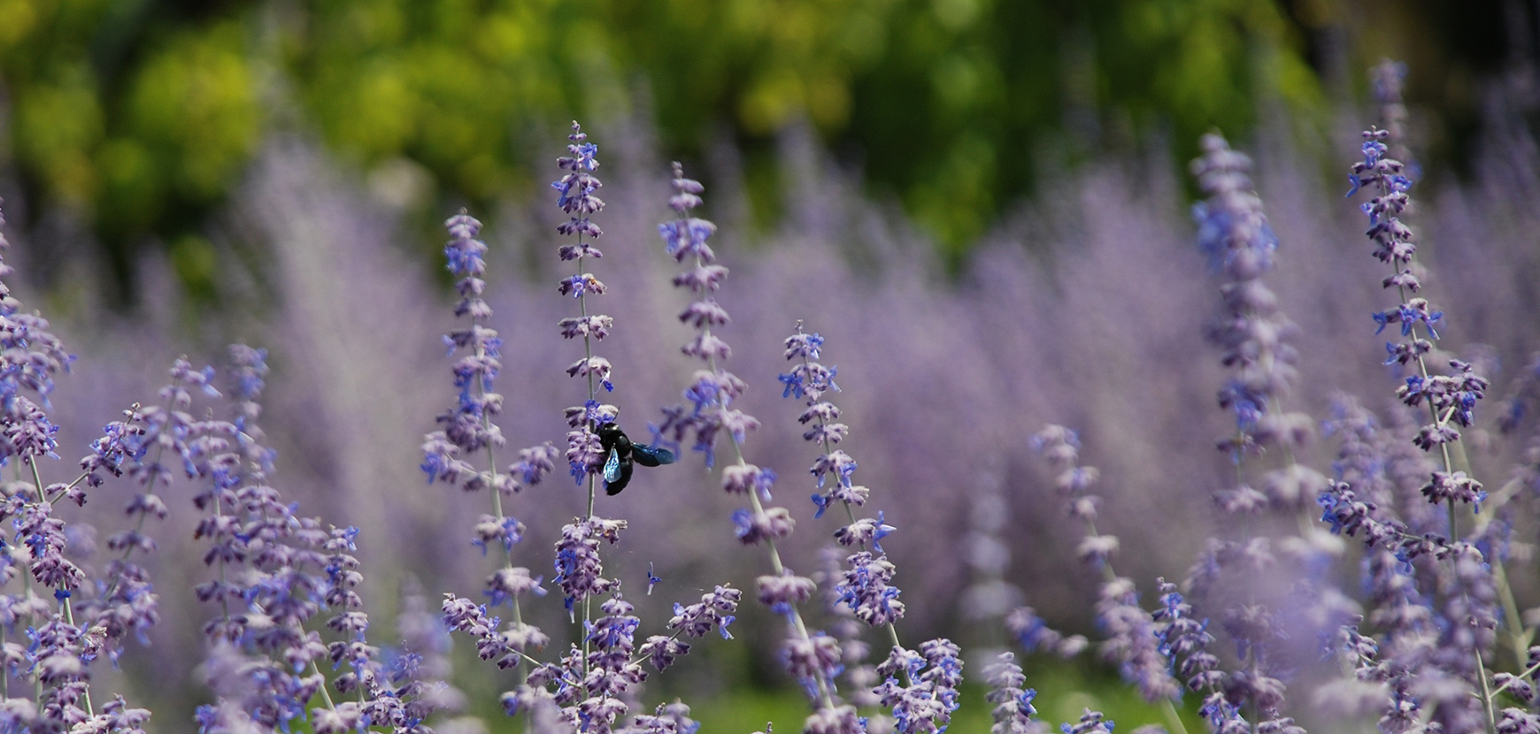 Jardin De Fleurs Magasin -Jardin De Fleurs Magasin bannvivaces
