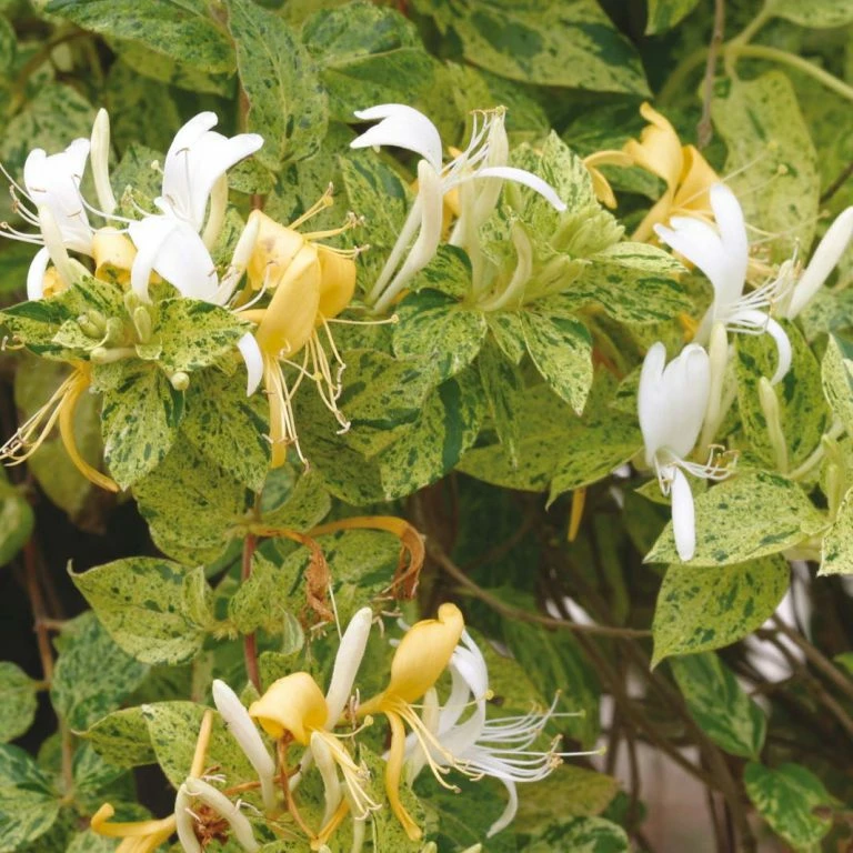 Jardin De Fleurs Magasin -Jardin De Fleurs Magasin lonicera japonica mint crisp 771578 5 768x768 1